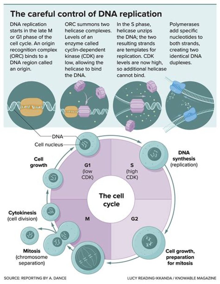 Where does bacterial DNA replication occur