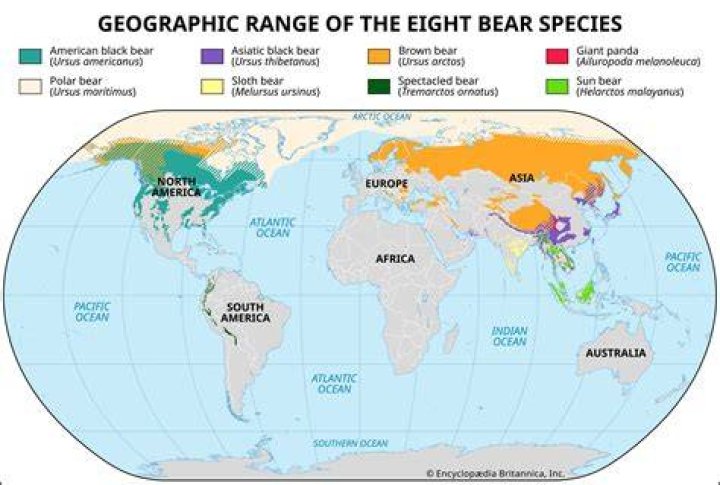 Where does Brutus the bear live