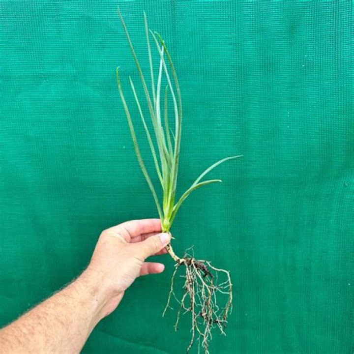 Where does Bulbine grow