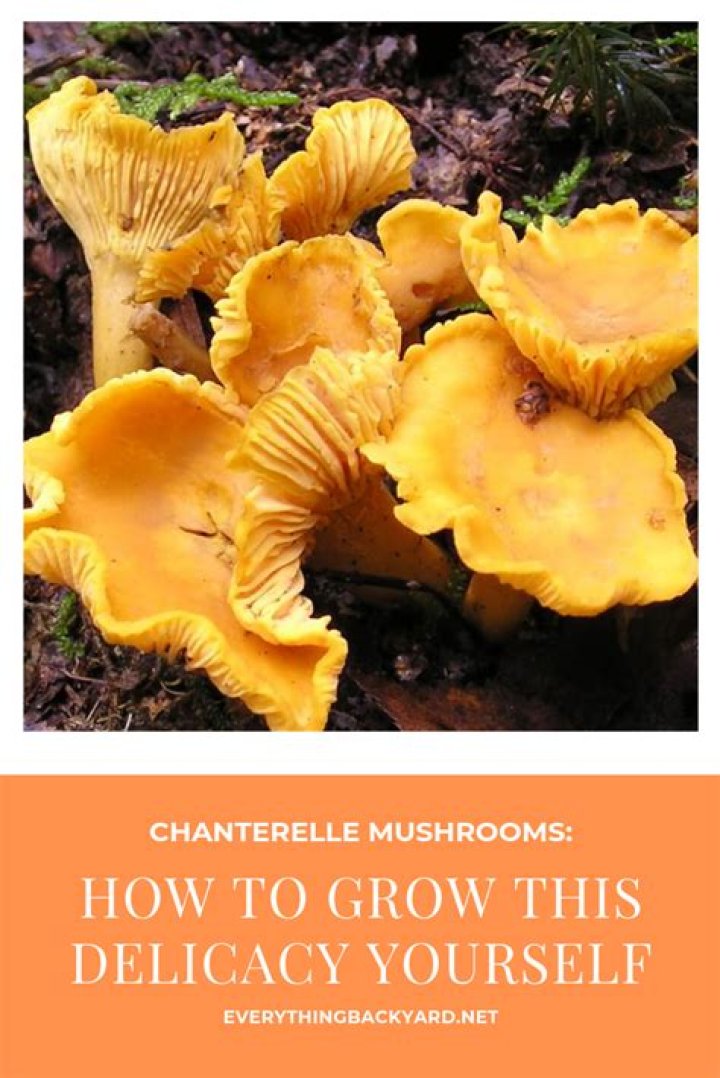 Where does chanterelle grow
