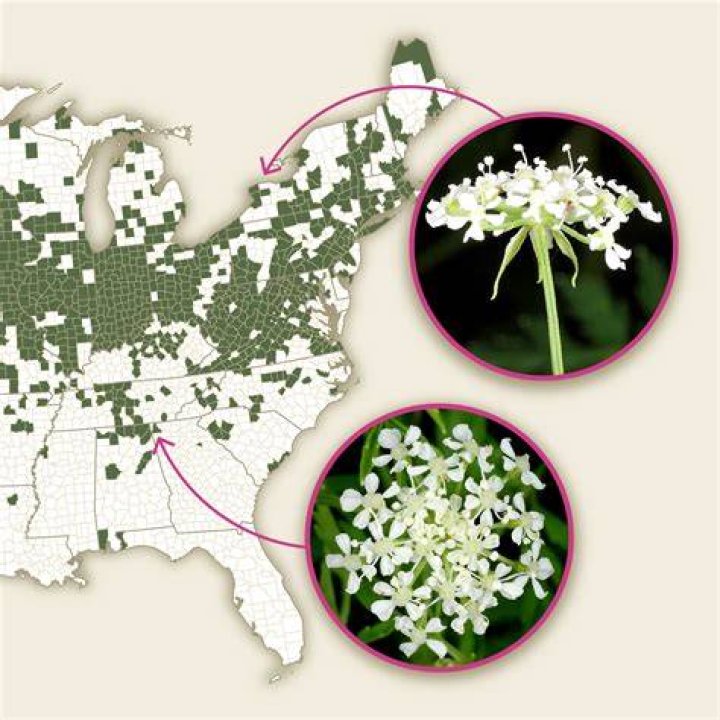 Where does eastern hemlock grow