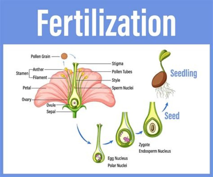 Where does fertilization occur in an earthworm