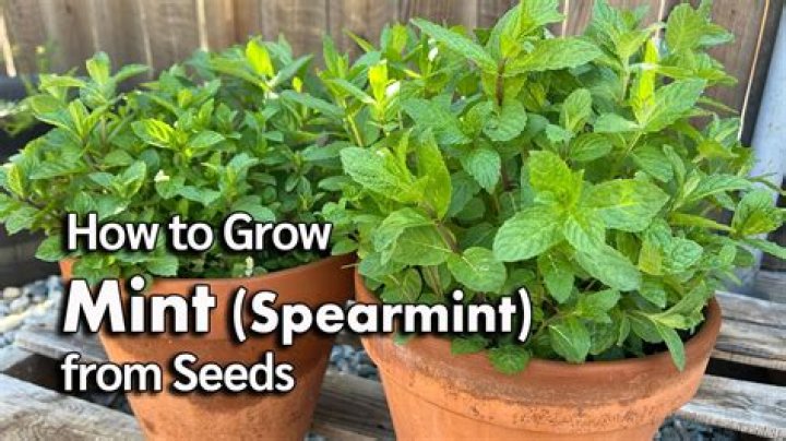 Where does Perilla mint grow