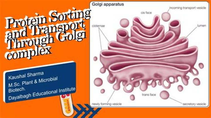 Where does protein sorting occur