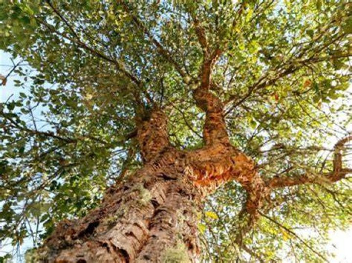 Where does the cork oak tree grow