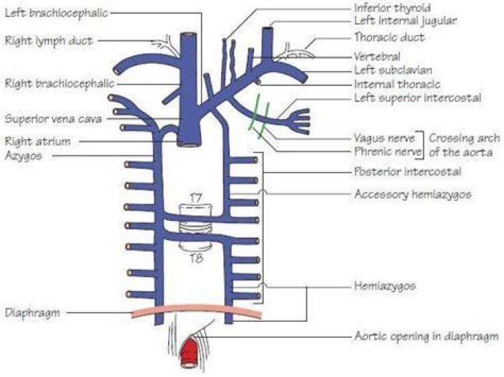 Where does the internal thoracic vein drain into