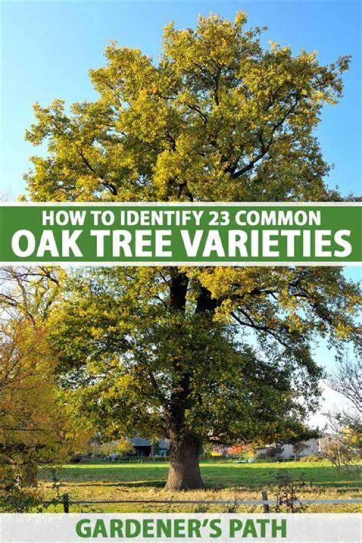 Where does white oak grow best