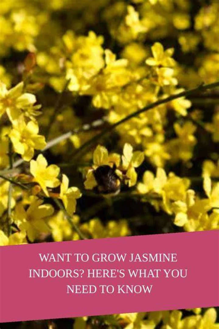 Where does yellow jasmine grow