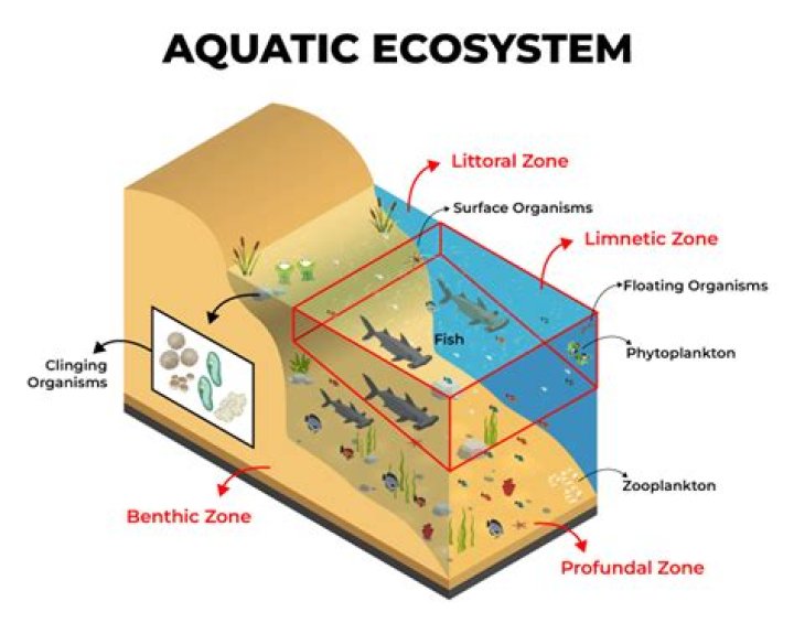 Where is a Neuston ecosystem