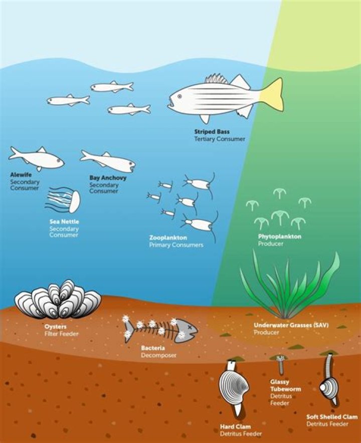 Where is an aquatic ecosystem