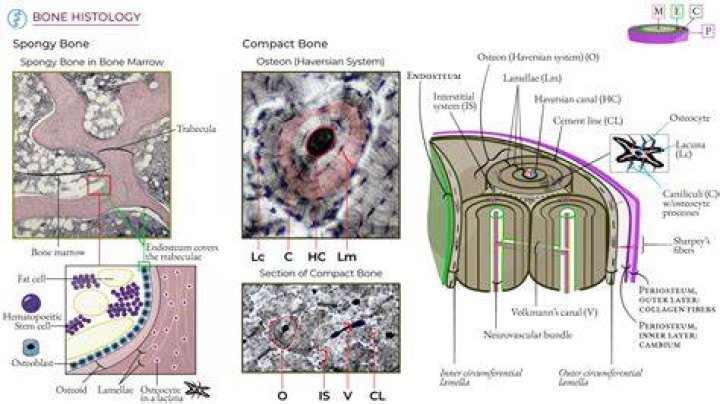 Where is compact bone tissue found
