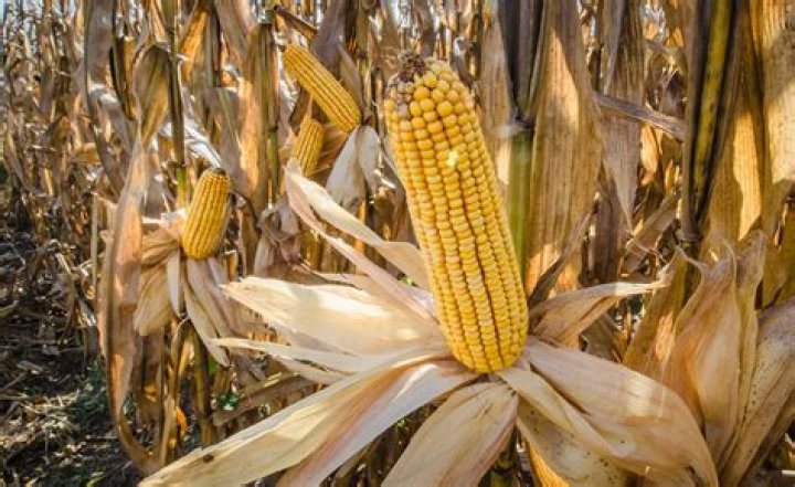 Where is corn mostly grown in Australia
