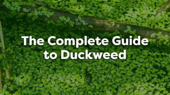 Where is duckweed native