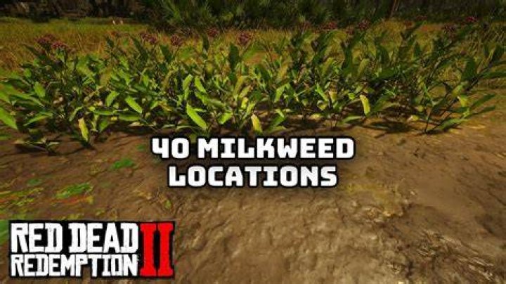 Where is milkweed commonly found