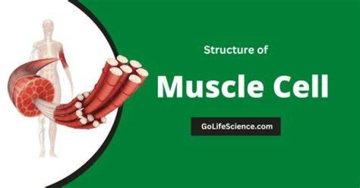 Where is muscle cell found