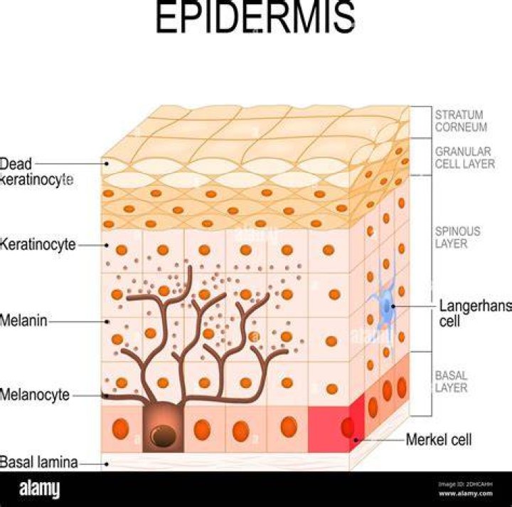 Where is the epidermis located