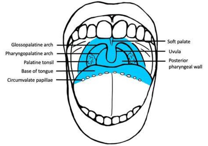 Where is the Glossotonsillar sulcus