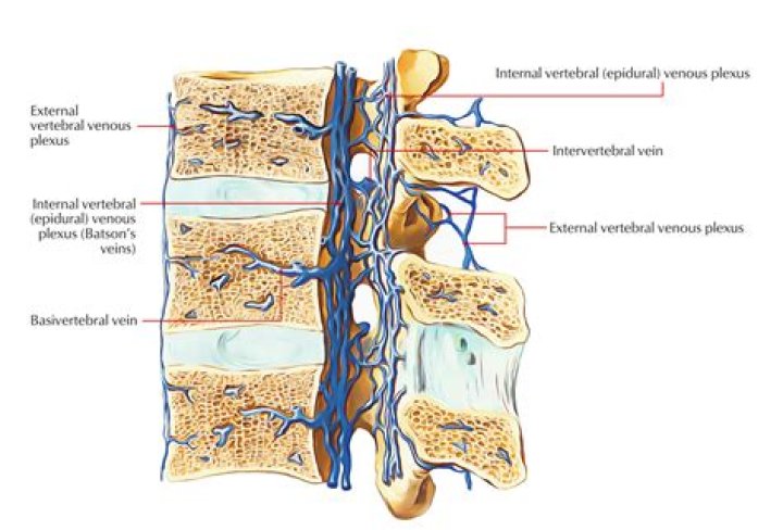 Where is the internal venous plexus located