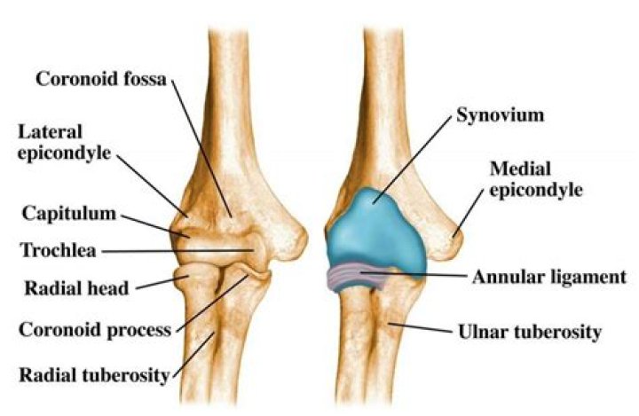 Where is the lateral Trochlea