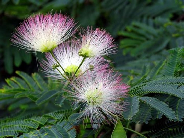 Where is the mimosa tree native to