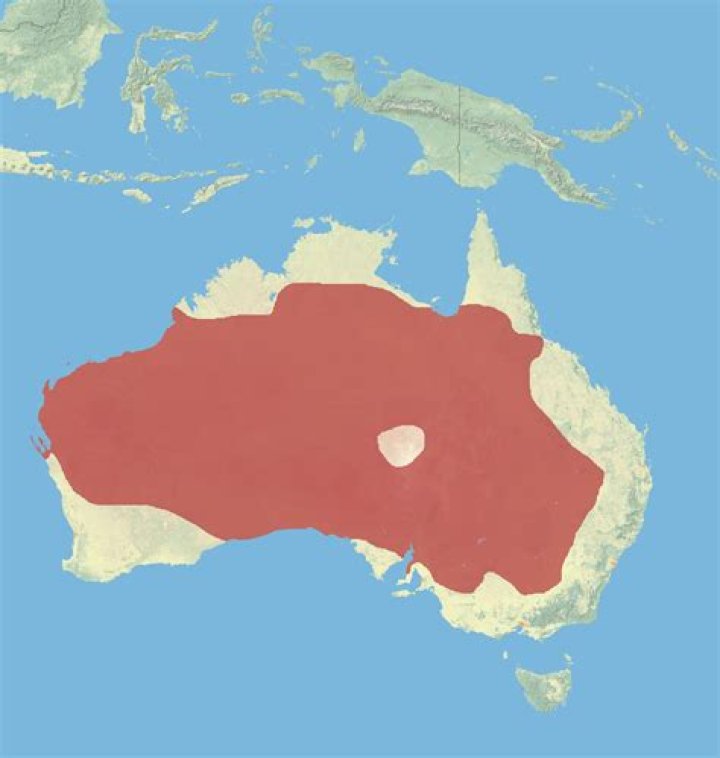 Where is the red kangaroo found