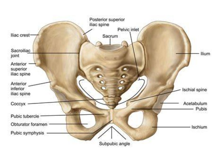 Where is the sitz bone