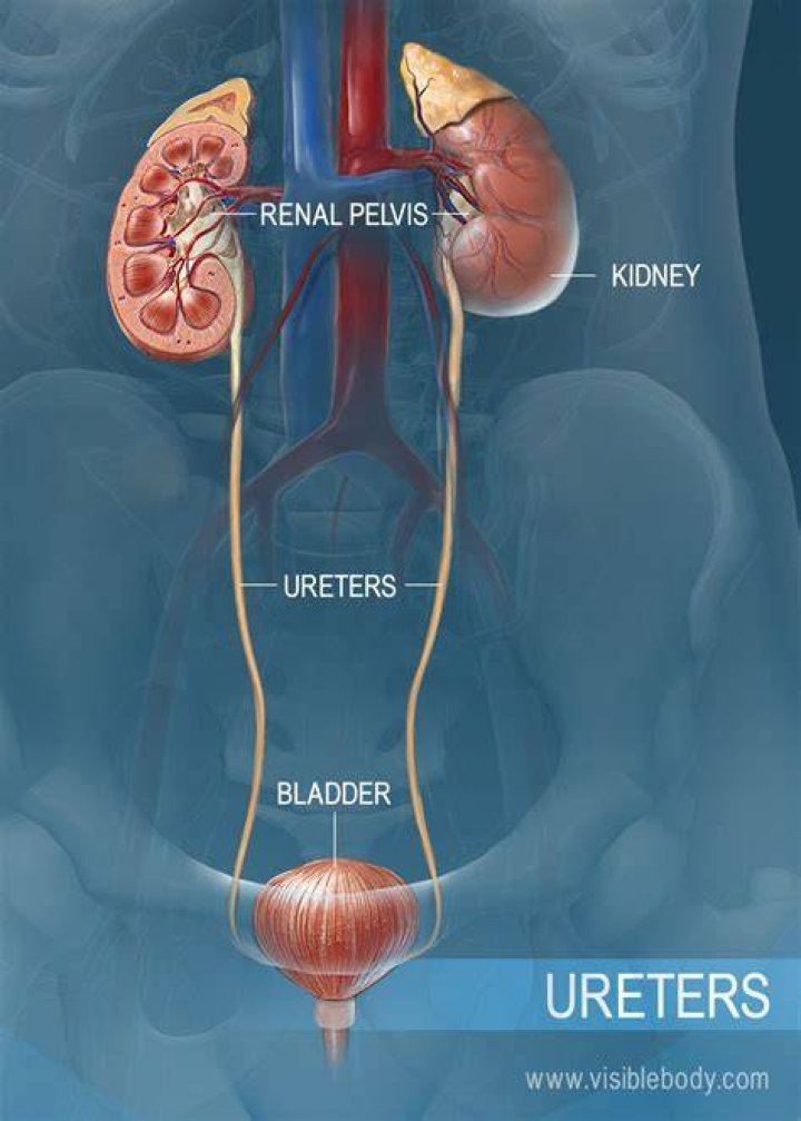 Where is the ureter