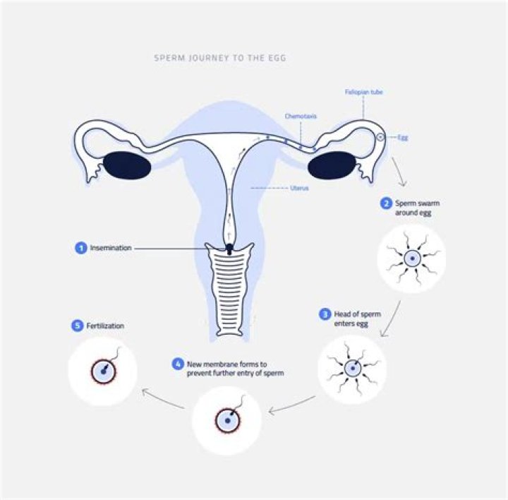 Where sperm is deposited during intercourse