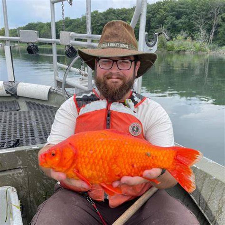 Which fish can be kept with goldfish