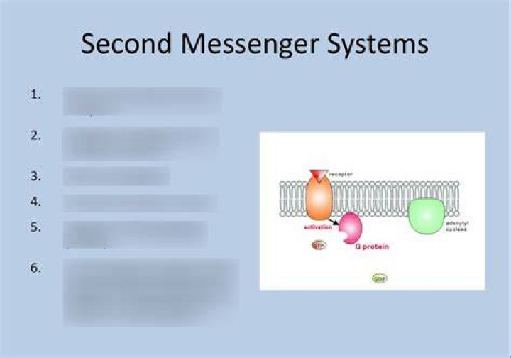 Which hormones use second messenger systems