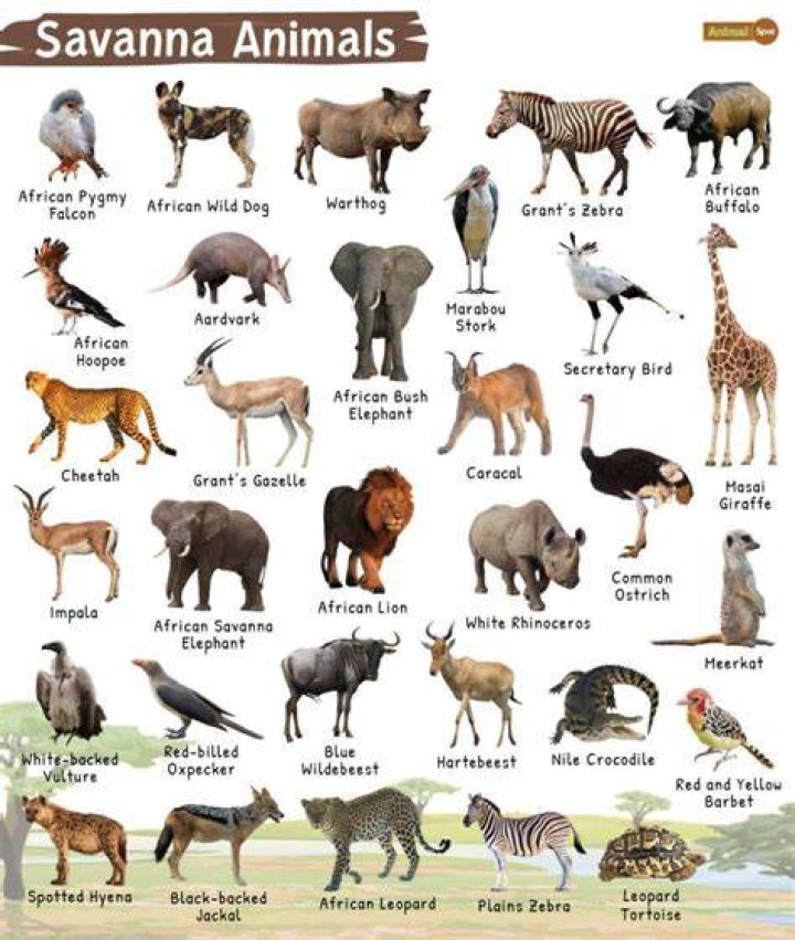Which insects are carnivores
