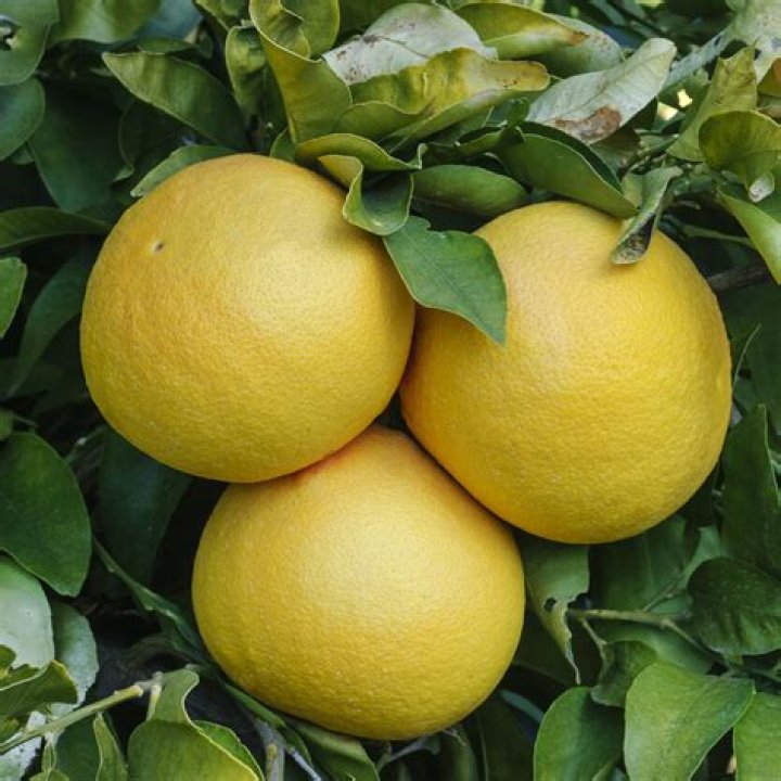 Which is better red or white grapefruit