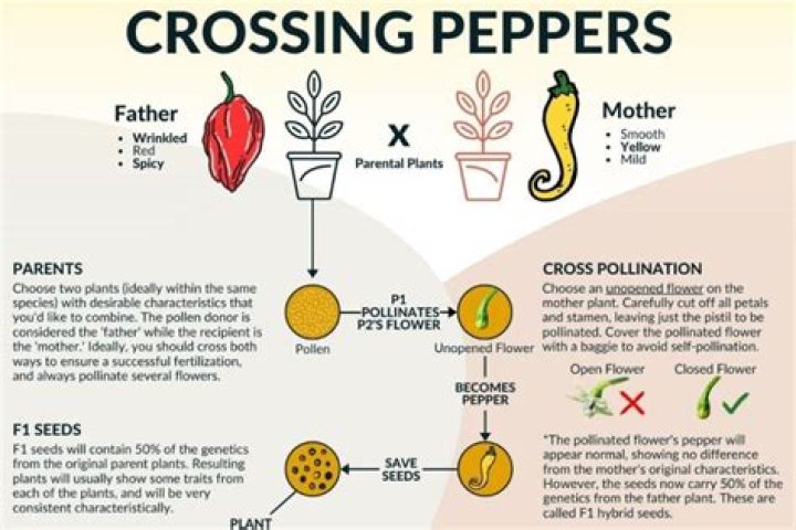 Which Peppers will cross pollinate