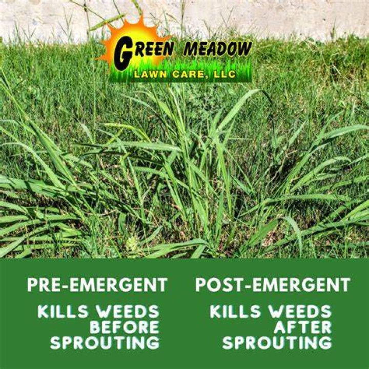Which pre emergent is the best