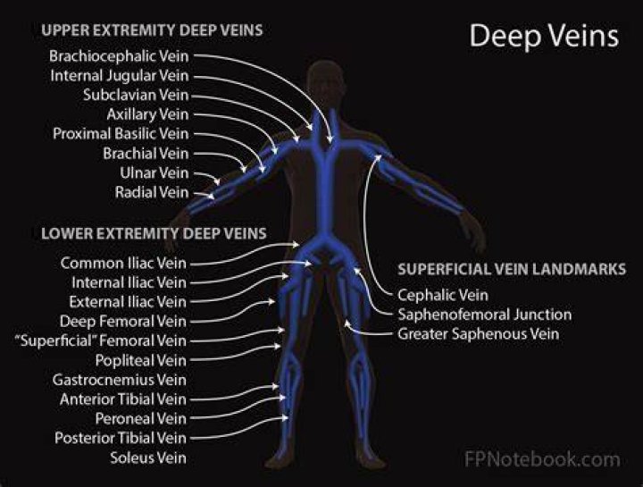 Which veins are deep veins
