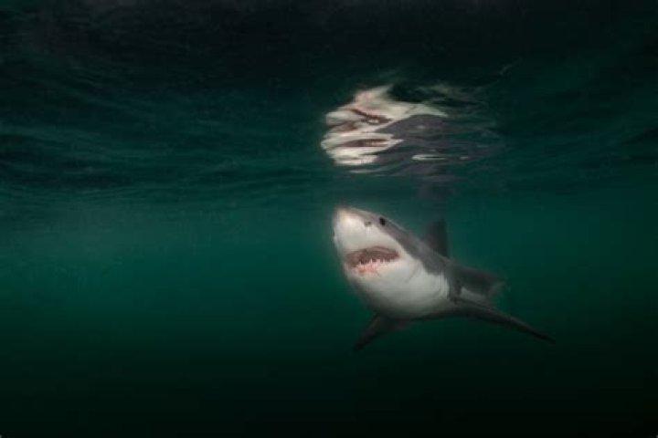 Who eats great white sharks