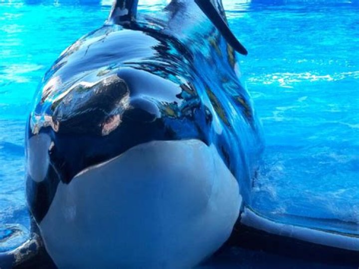 Who published blackfish