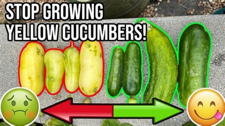 Why are cucumbers not turning green