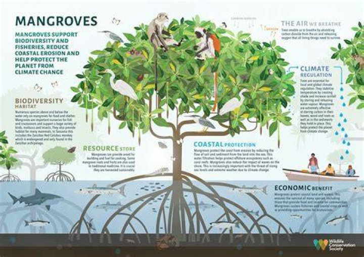 Why are mangrove trees being removed