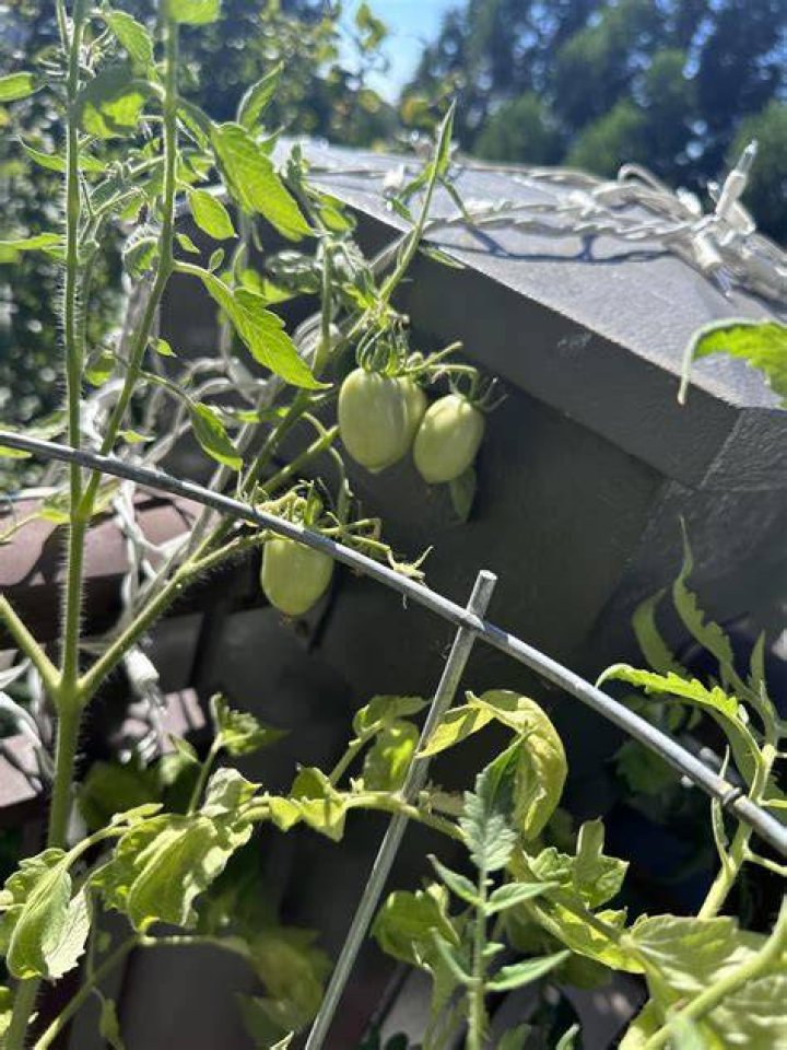 Why are my tomatoes not growing