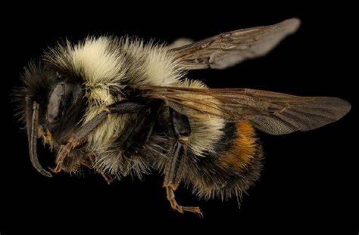Why are rusty patched bumble bees endangered