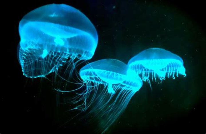 Why are sea creatures bioluminescent
