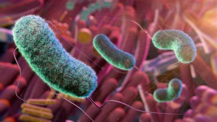 Why are some bacteria motile
