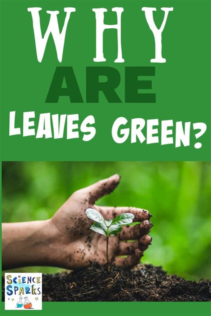 Why are some leaves shiny