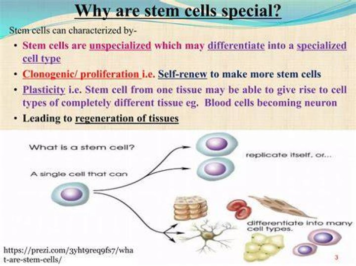 Why are stem cells collected