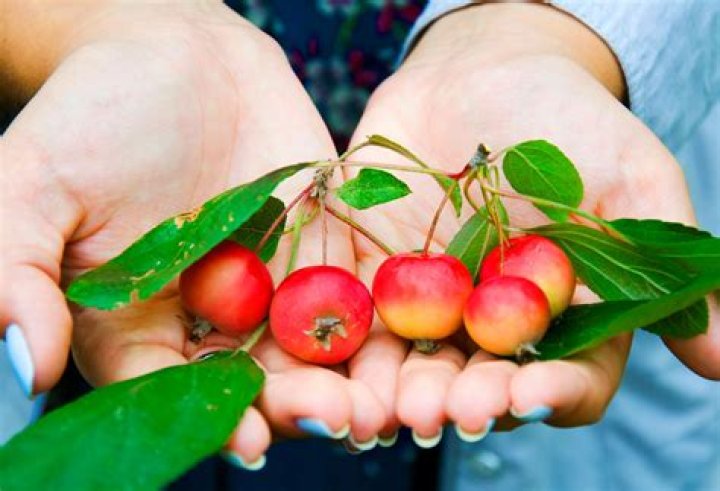 Why are they called crab apples