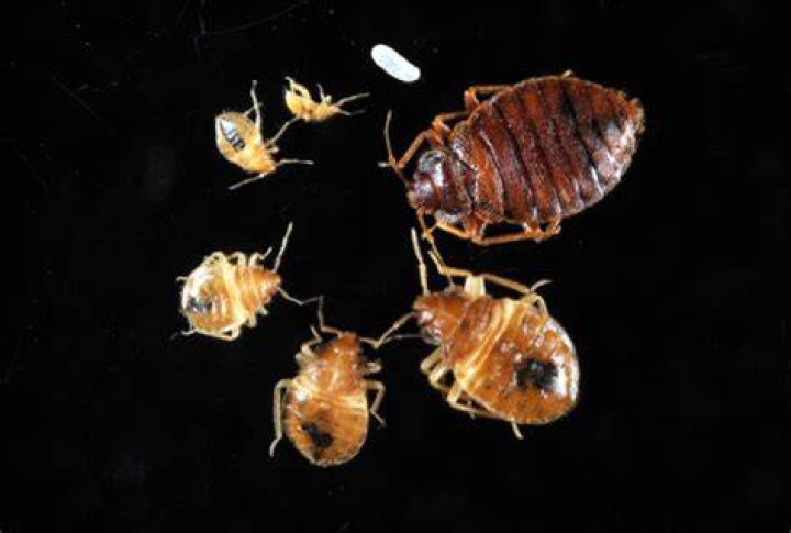 Why did bed bugs come back