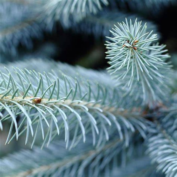 Why do blue spruce needles fall