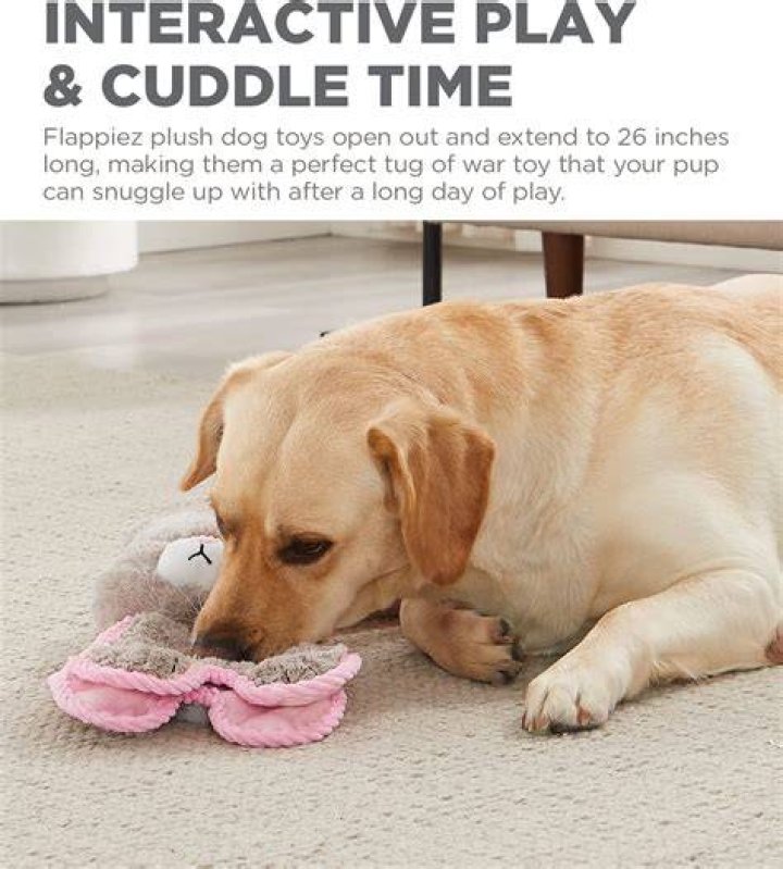 Why do dogs cuddle toys