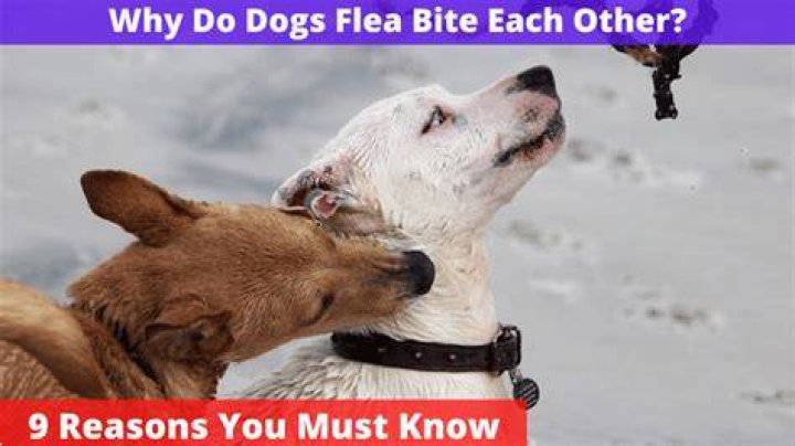 Why do dogs flea bite each other